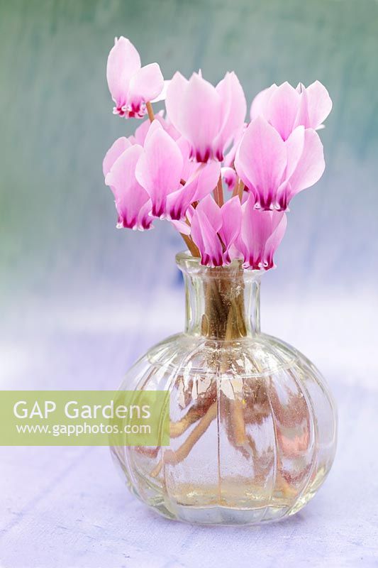 Petit vase en verre de cyclamen hederifolium