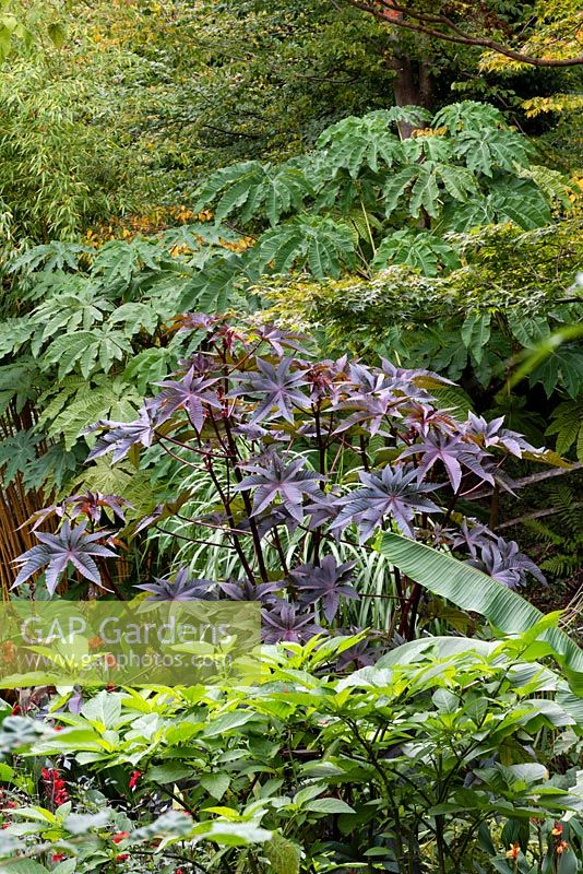 Ricinus communis dans un jardin exotique