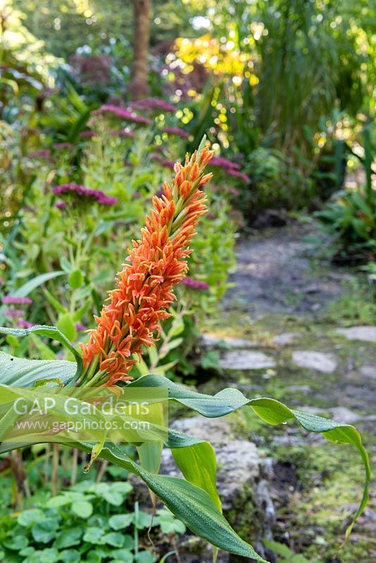 Cautleya spicata - Gingembre de l'Himalaya - dans un parterre de fleurs par chemin
