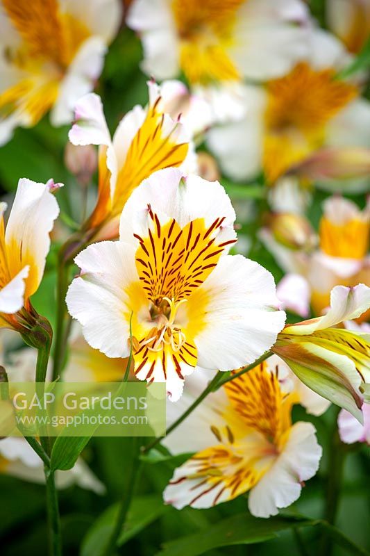 Alstroemeria 'Apollo' - Lily péruvienne