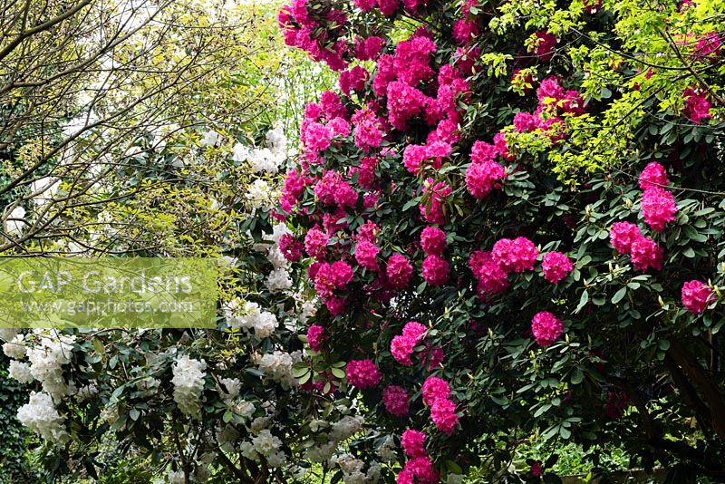 Rhododendron loderi 'King George' avec Rhododendron 'Cynthia'