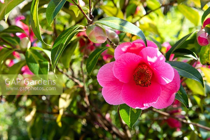 Camellia x williamsii 'Paillettes dorées'