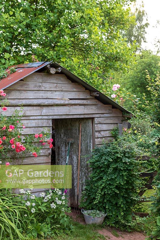 Remise de jardinier rustique en bois avec Rosa - Rose grimpante