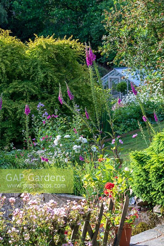 Vue sur parterre informel avec Digitalis - Foxglove - dans un jardin de chalet