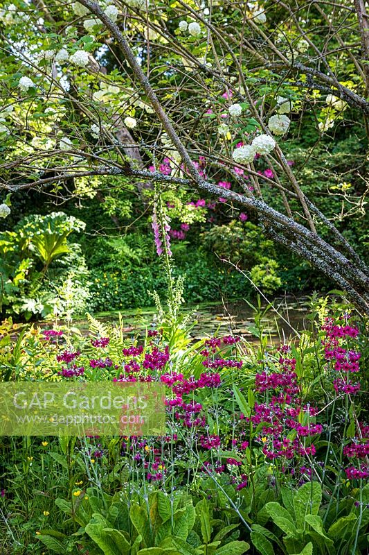Jardin boisé ombragé avec étang, Gunnera manicata, Viburnum opulus 'Roseum' et Candelabra Primula plantés en bordure