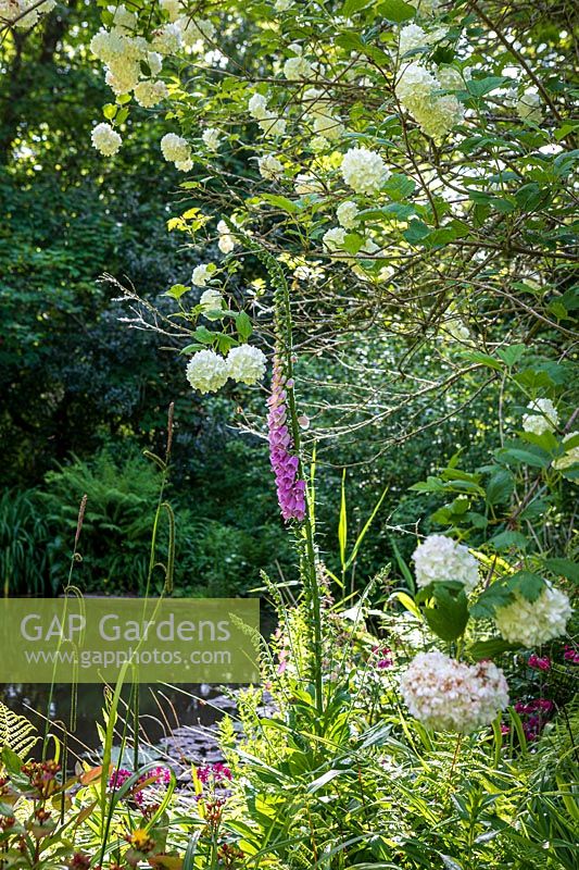 Jardin boisé ombragé avec étang, Digitalis - Foxglove et Viburnum opulus 'Roseum' plantés en bordure