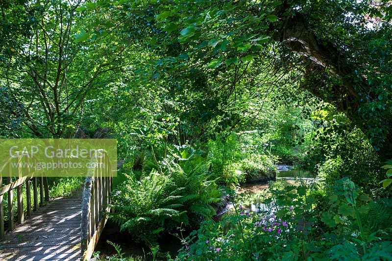 Étang ombragé avec arbres en surplomb et pont en bois