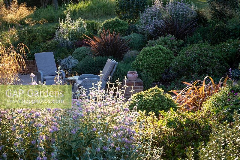 Phlomis italica, phormiums, hebes et les monticules serrés de Pittosporum 'Golf Ball' près du coin salon