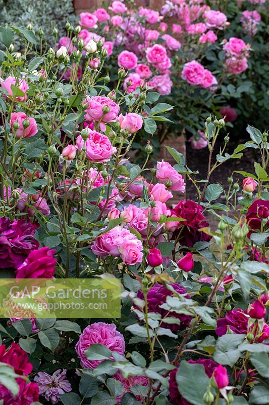 Rosa 'Bois de Munstead avec' Boscobel '