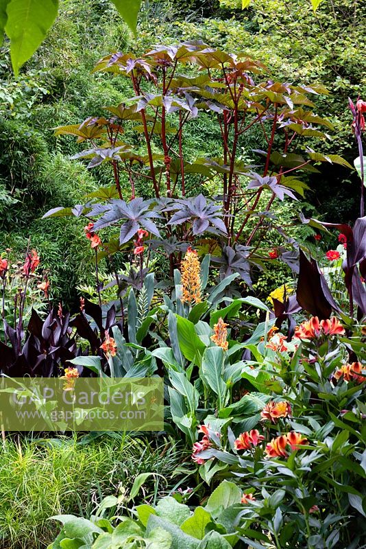 Vue sur parterre de jardin d'automne avec des plantes exotiques tendres