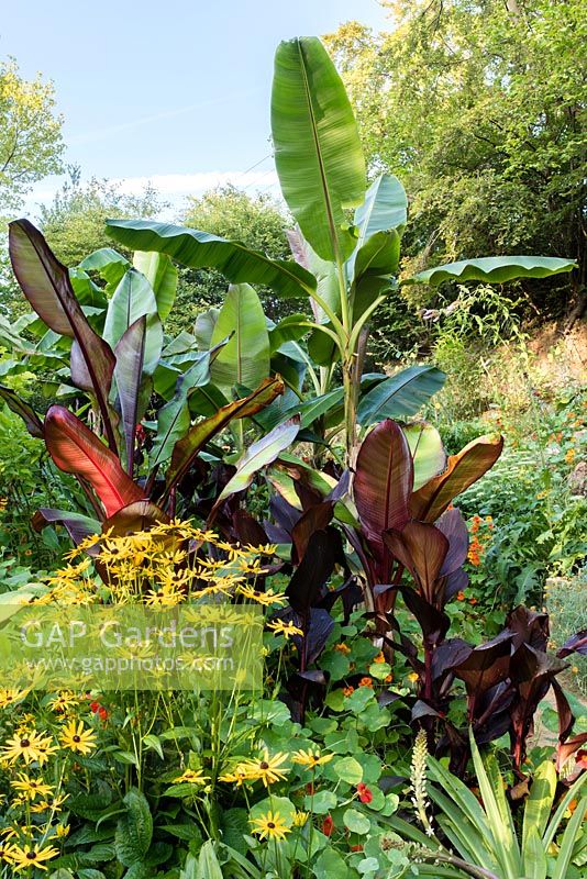 Ensete ventricosum 'Maurellii', Ensete ventricosum 'Montbeliardii' et Musa sikimensis dans un jardin situé dans une vallée escarpée ou combe avec son propre microclimat abrité qui permet aux plantes exotiques tendres de s'épanouir