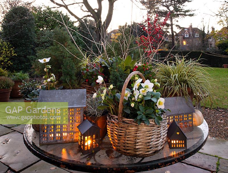Un affichage de table de plantes d'hiver, y compris Helleborus, Ilex, Cotoneaster et Ilex éclairé par des bougeoirs en forme de maison dans un jardin au crépuscule.