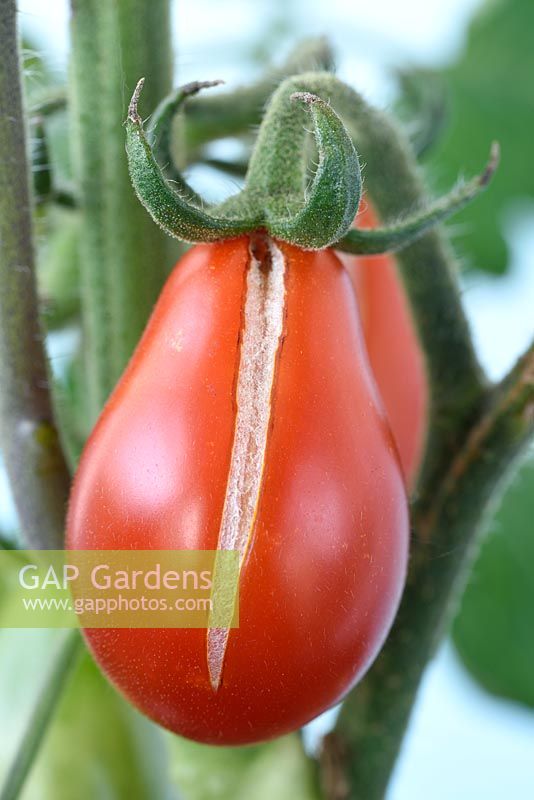 Solanum lycopersicum 'Poire rouge '. Tomates cerises prunes. Variété traditionnelle. Fruits fendus ou concassés Syn. Lycopersicon esculentum