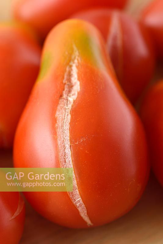 Solanum lycopersicum 'Red Pear' Tomates cerises prunes. Variété ancestrale Fruits cueillis qui se sont fendus ou fêlés ou dont la maturation est inégale. Greenback Syn. Lycopersicon esculentum.
