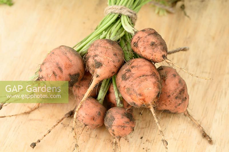 Daucus carota 'Marché de Paris 5 Atlas '. Botte de carottes fraîchement cueillies.