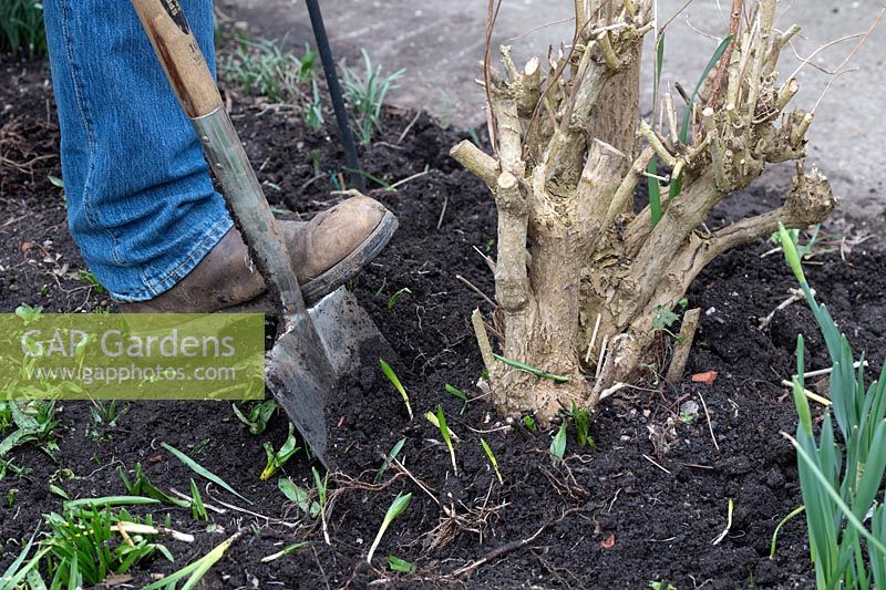 Jardinier déterrant une vieille racine de plante weigela