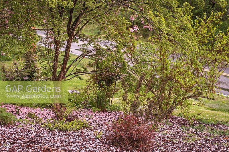 Cornus kousa et Forsythia sp. - Fleurs de cerisier tombées sous le cornouiller de Kousa, Forsythia