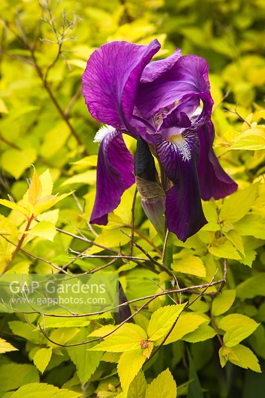 Iris germanica cv. et Spiraea japonica 'Limemound'