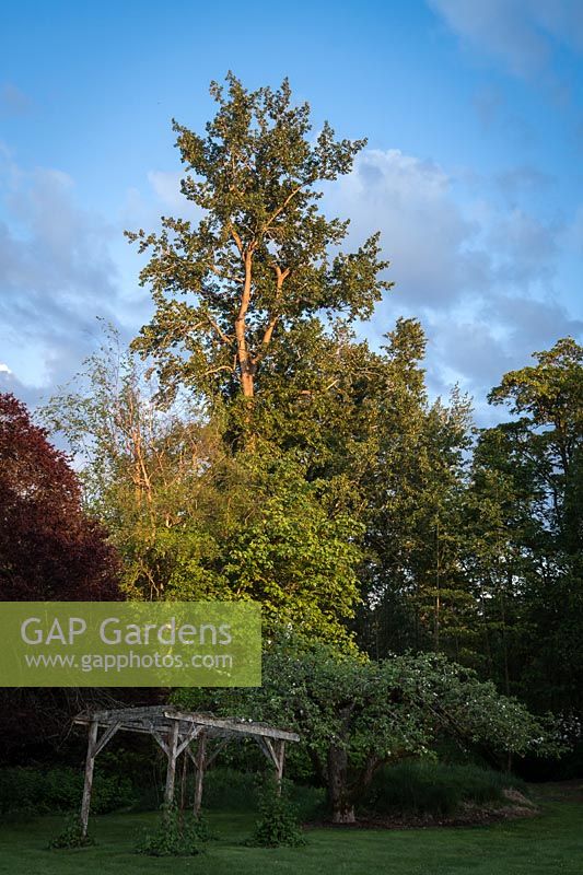 Populus trichocarpa, Acer macrophyllum, Malus domestica - peuplier noir, érable à grandes feuilles