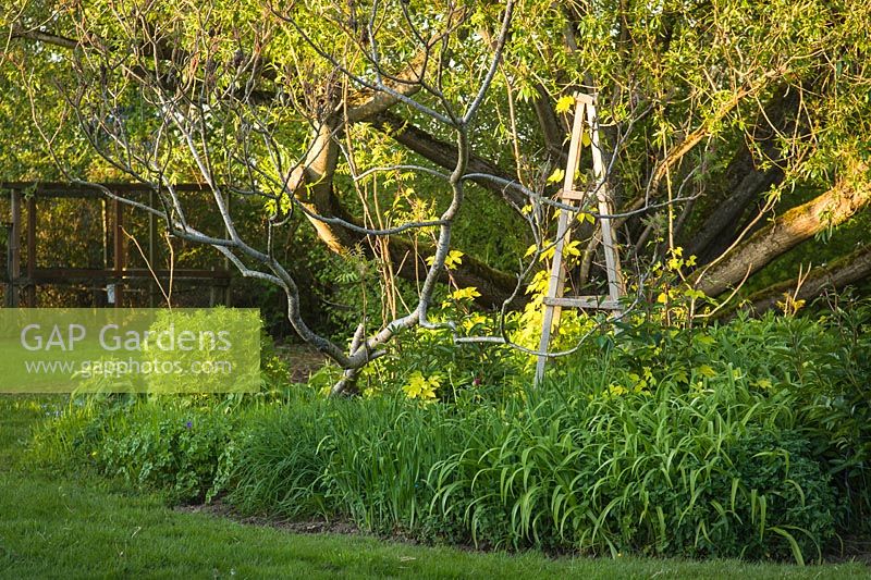 Parterre de fleurs de printemps mixte avec tuteur en bois avec houblon doré parmi le feuillage d'hémérocalle et branches de sumac vinaigrier avec saule du Pacifique en arrière-plan