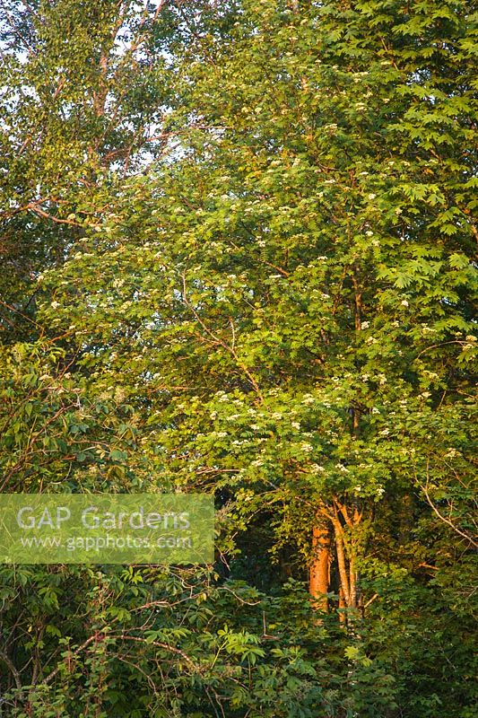 Sorbus aucuparia - sorbier européen au coucher du soleil
