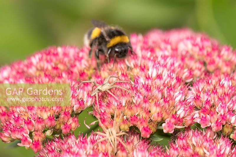 Bombus terrestris et Pisaura mirabilis - Buff-tailed bumblebee et Nusery web spider sur Sedum