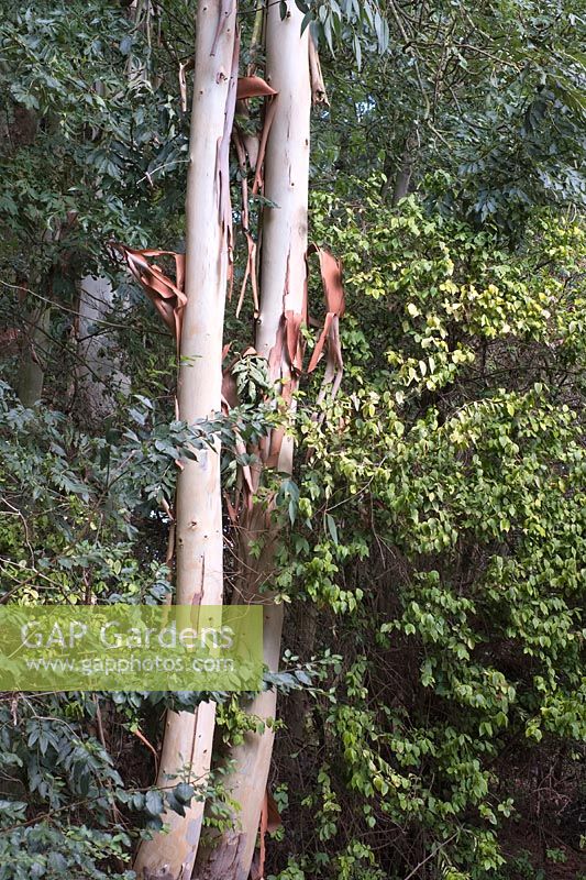 Troncs d'arbres d'eucalyptus avec écorce pelée.