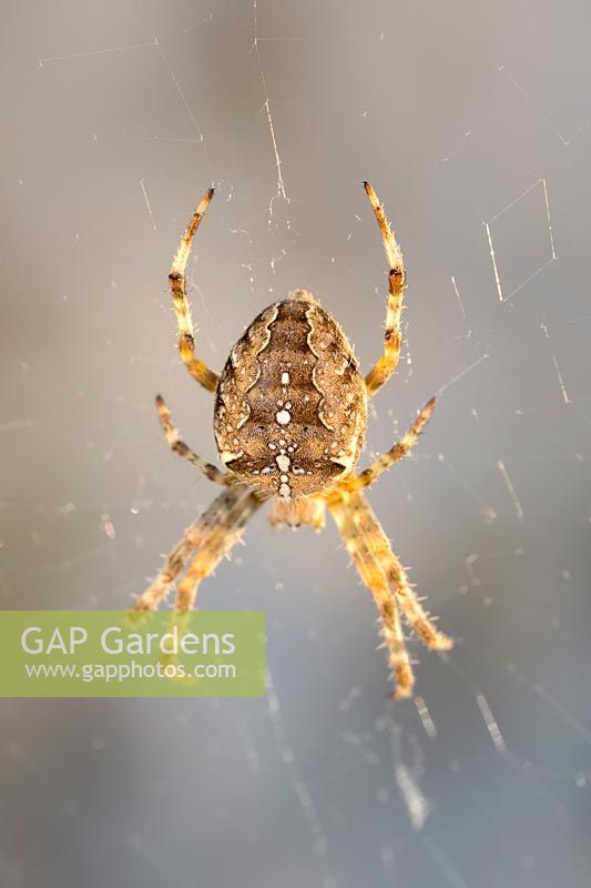 Araneus diadematus - Araignée de jardin en toile