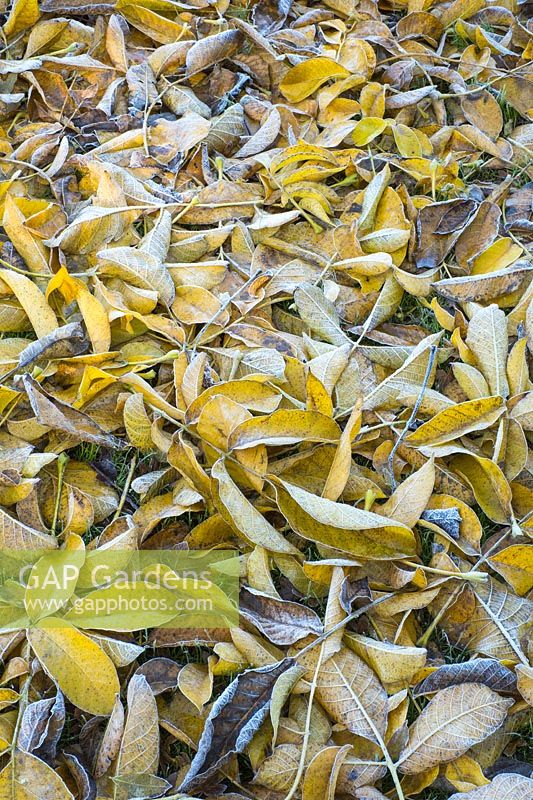 Juglans regia - Noyer commun - feuilles mortes givrées