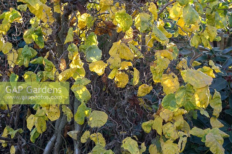 Corylus contorta - Noisetier contorsionné - feuilles sur arbre