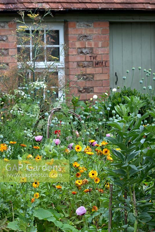 Jardin potager et fleuri à Bothy, plantes: Calendula officinalis 'Indian Prince' - Souci en pot, Fèves, Fenouil, Papaver somniferum - Coquelicot