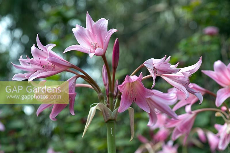 Amaryllis belladone