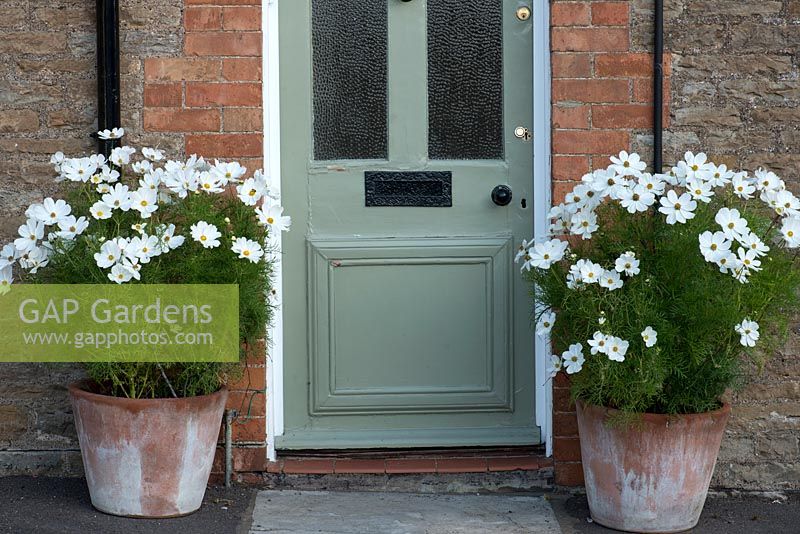 Cosmos bipinnatus 'Sonata White' dans des pots de chaque côté d'une porte d'entrée