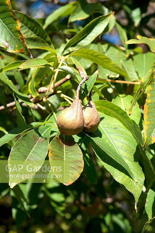 Aesculus indica - Indian Horse Chestnut Tree - écrous accroché sur une branche feuillue