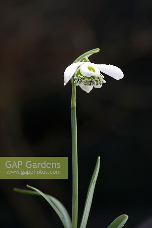 Galanthus 'Lavinia' - Perce-neige