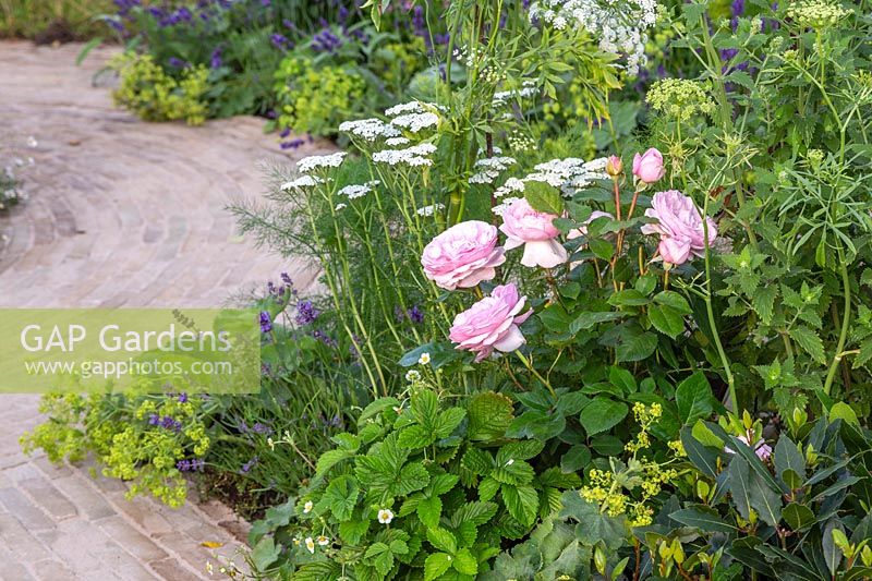 Rosa 'Olivia Rose Austin' présente un parterre de fleurs naturaliste à côté des pavés en brique. Le jardin Naturecraft - Festival des fleurs de Hampton Court 2019