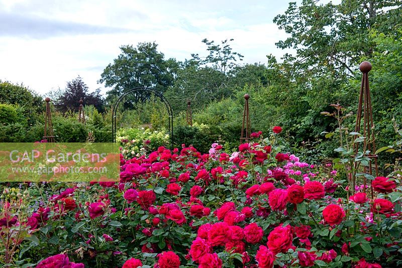 Mélange de roses dans des parterres surélevés dont 'LD Braithwaite', 'Darcy Bussell' et 'Munstead Wood '.
