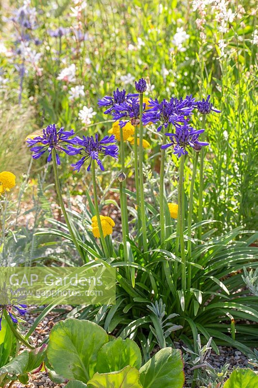 Agapanthus 'Midnight Star' - African Lily 'Midnight Star' à Beth Chatto: The Drought Resistant Garden, Hampton Court Flower Festival, 2019.