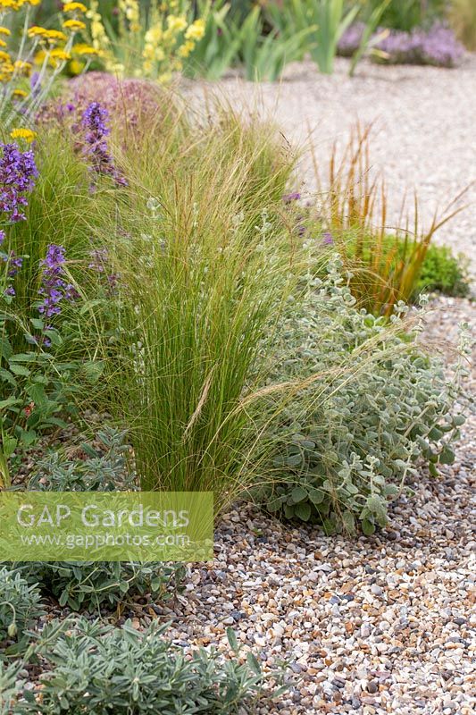 Stipa tenuissima dans un jardin de gravier avec d'autres plantes résistantes à la sécheresse. Beth Chatto: Le jardin résistant à la sécheresse, Festival des fleurs de Hampton Court, 2019.