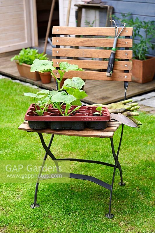 Jeunes plants de citrouille sur une chaise en bois en attente de plantation.