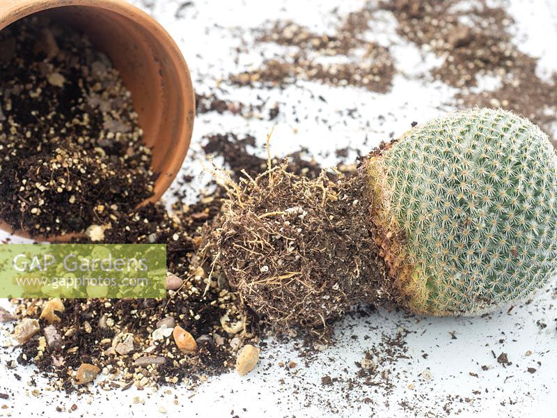 Séparer les cactus sains de la partie pourrie.