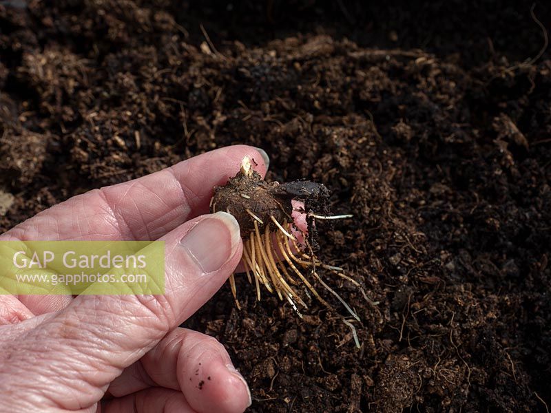 Racines et pousses émergeant sur un corme d'anémone trempé. Mettez en pot ou plantez au printemps.