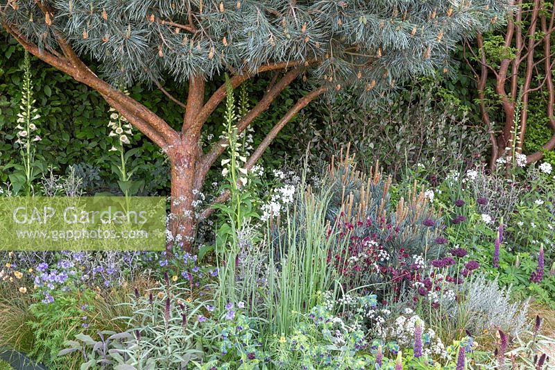 Pinus sylvestris 'Glauca' sous-planté de plantes méditerranéennes. Le jardin Winton Beauty of Mathematics. Le RHS Chelsea Flower Show, 2016. Commanditaire: Winton.