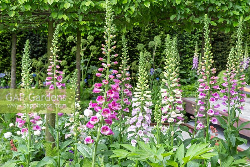 Digitalis purpurea dans le jardin Husqvarna. RHS Chelsea Flower Show, 2016. Créateur: Charlie Albone. Commanditaire: Husqvarna.