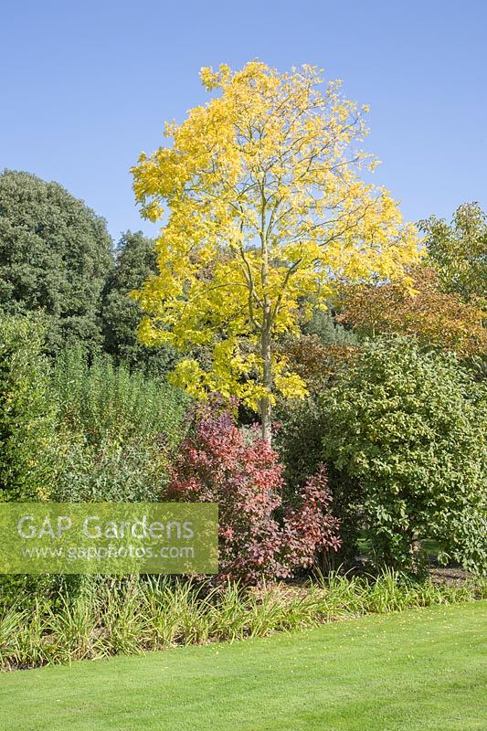 Parterre d'arbustes et d'arbres présentant un intérêt pour l'automne, y compris Cotinus coggyria et Sorbus americana à feuilles jaunes. Jardin conçu par Edwin Lutyens et Gertrude Jekyll.