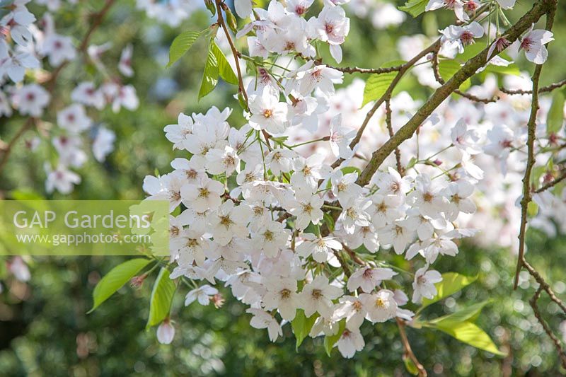 Prunus 'Tai-haku' en fleur - Grand Cerisier Blanc.