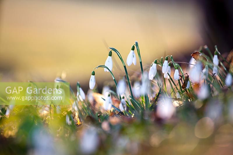 Galanthus nivalis - perce-neige