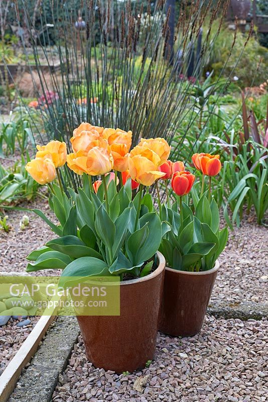 Tulipa 'Daydream' et Tulipa 'Apeldorn Elite'