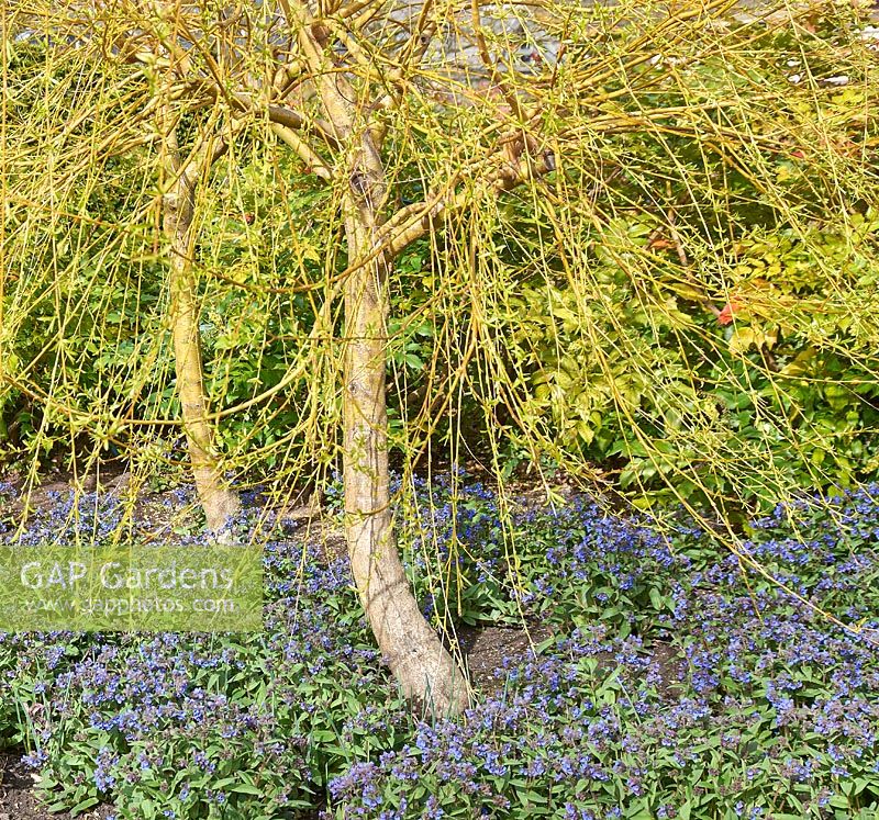 Salix x sepulcralis var. chrysocoma - Saule pleureur doré sous-planté de Pulmonaria 'Blue Ensign '.