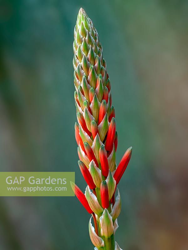 Bouton floral d'Aloe arborescens